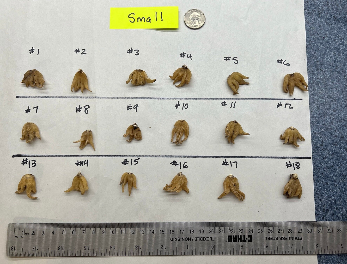 Salep Root | Lucky Hand Root | Small Size | Approximately 1 - 1.5 grams | Whole Root - The Incense Stick