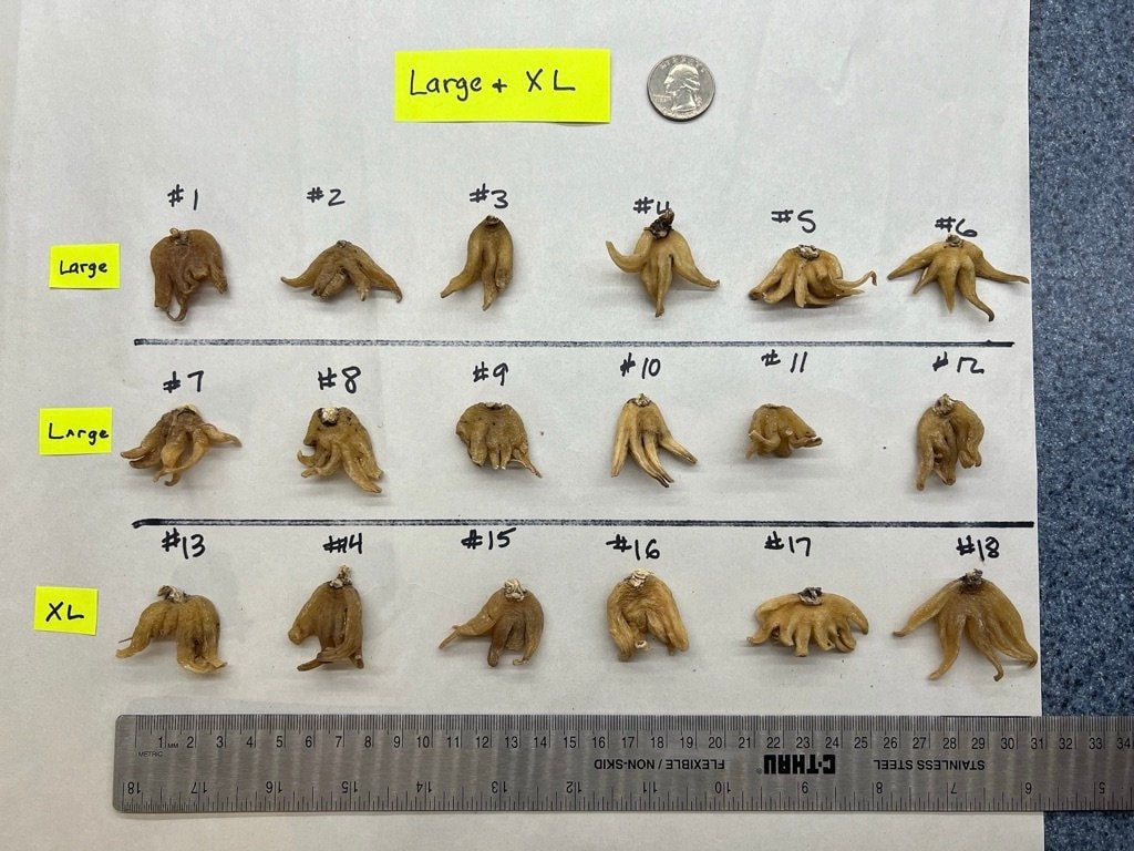 Salep Root | Lucky Hand Root | Large or Extra Large Size | Approximately 2 - 4 grams | Whole Root - The Incense Stick