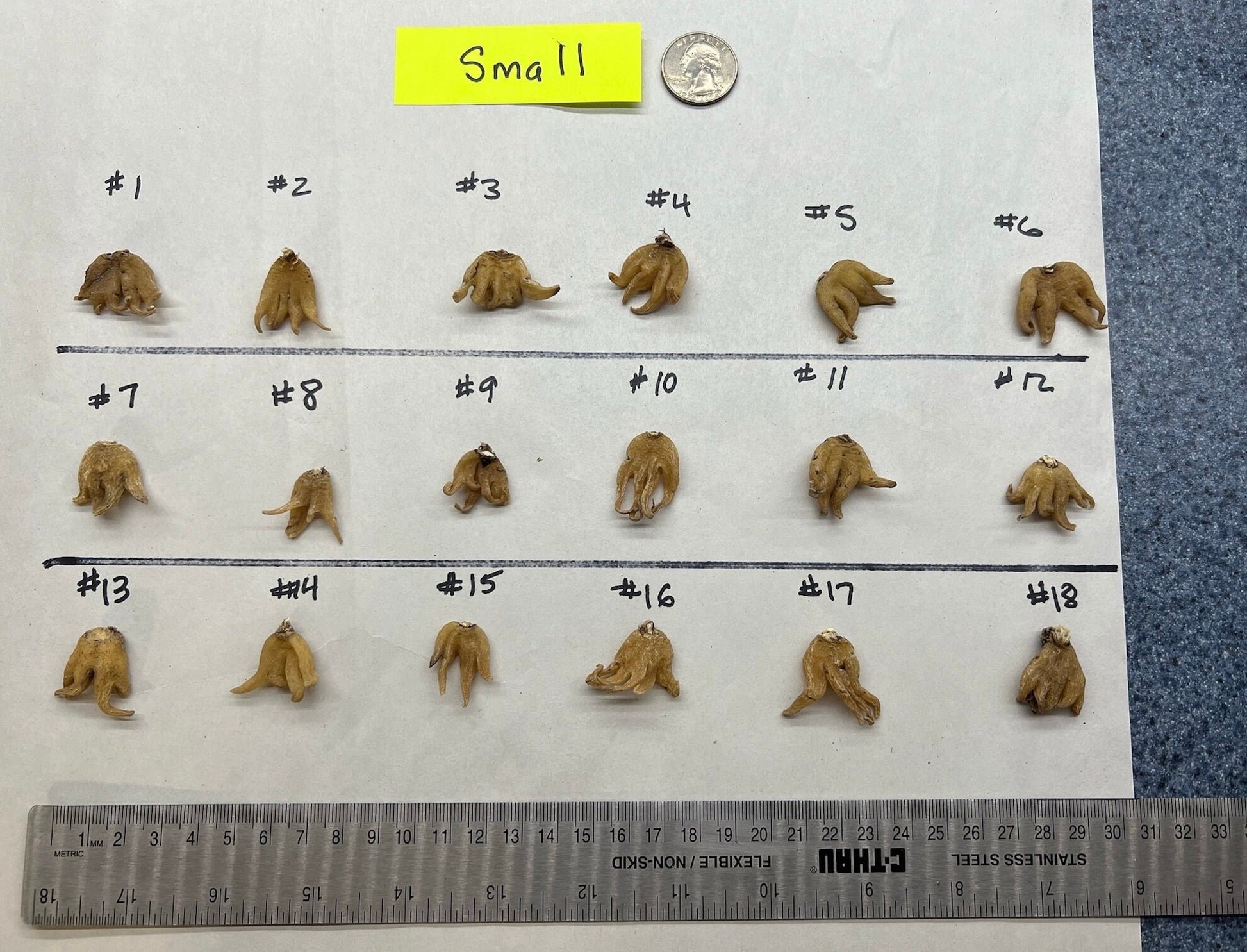 Salep Root | Lucky Hand Root | Small Size | Approximately 1 - 1.5 grams | Whole Root - The Incense Stick