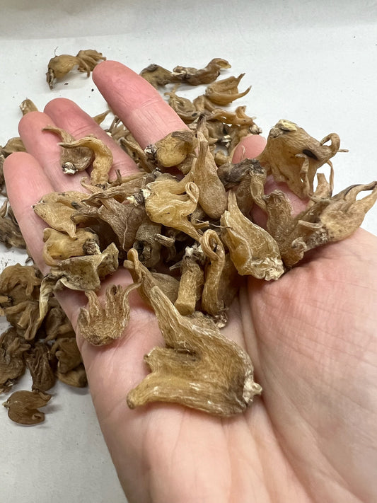 Salep Root | Lucky Hand Root | Medium Size | Approximately 1.5 - 2 grams | Whole Root - The Incense Stick